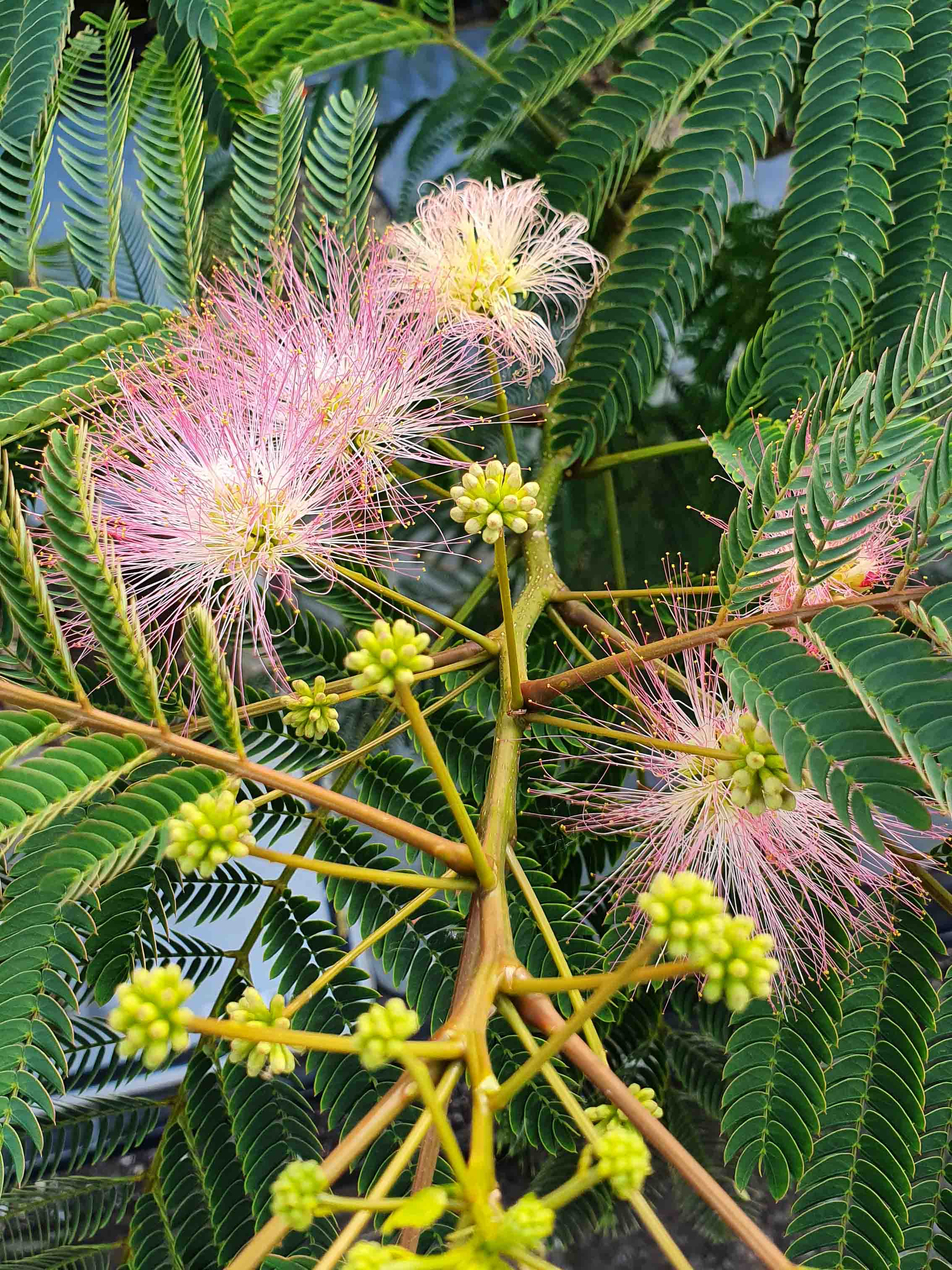 Albizia julibrissin  - Seidenbaum Mimosengewächs