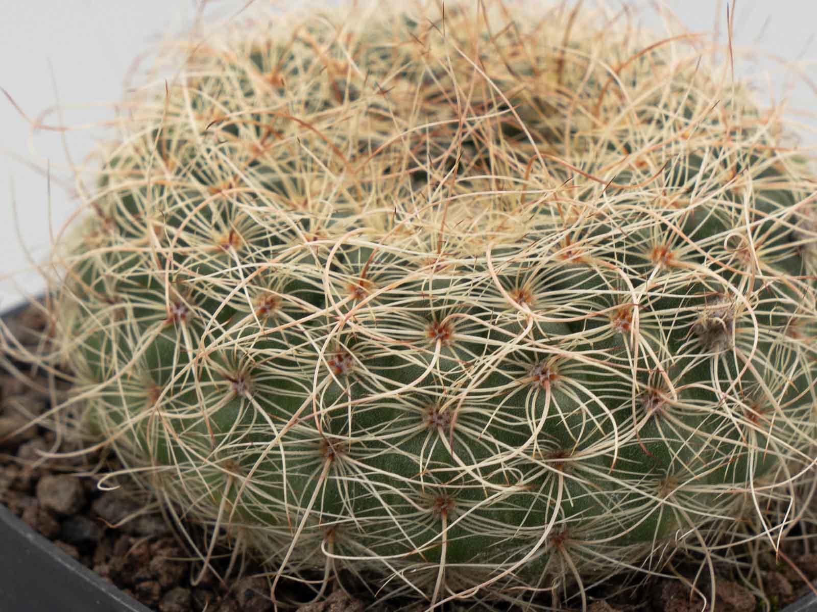 Notocactus concinnus „fimbriatiflorus“