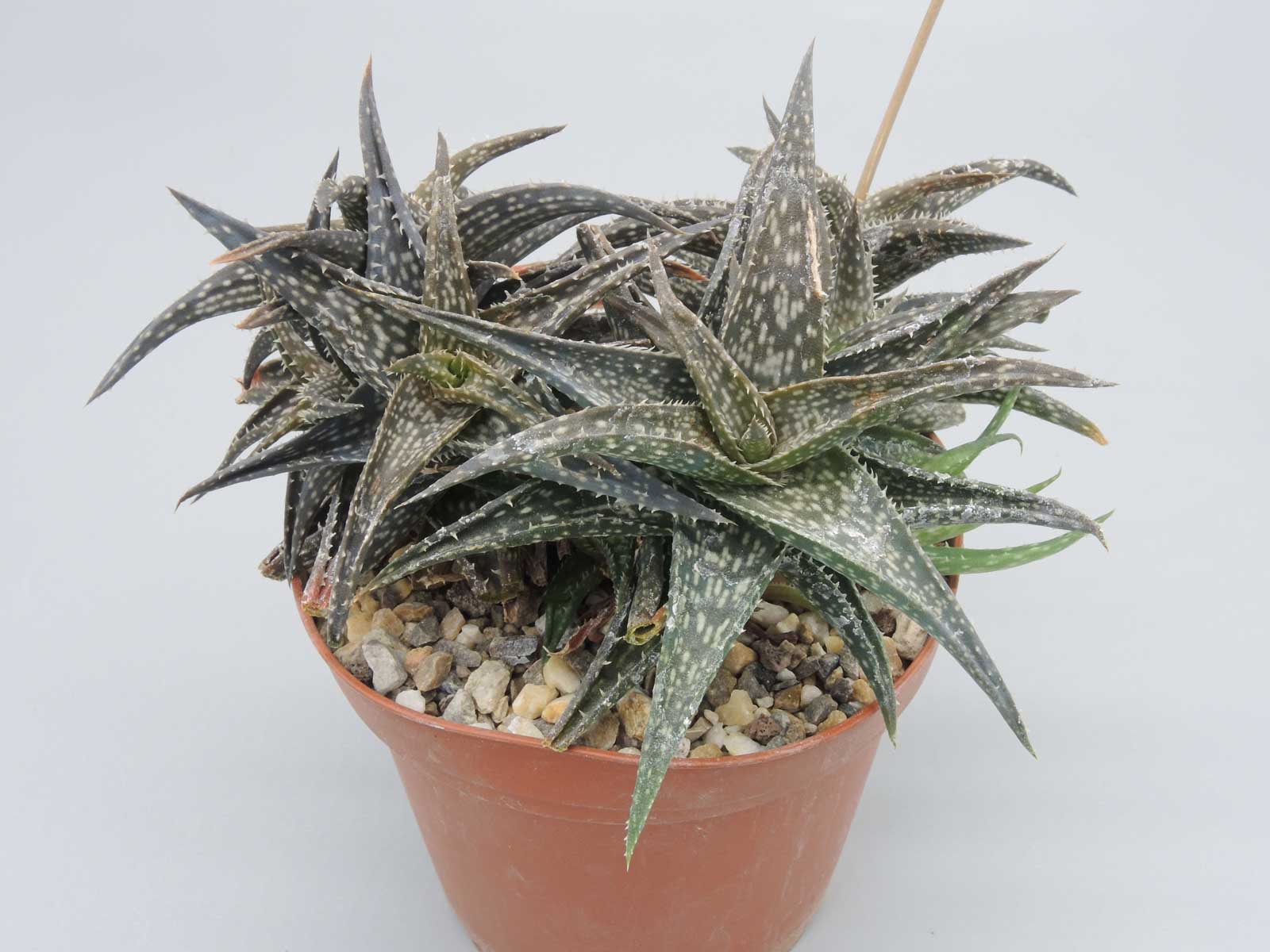 Aloe descoingsii